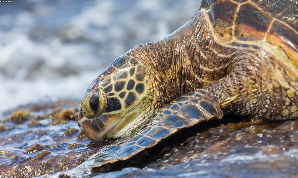 Dolores ea beatae quia voluptas necessitatibus qui deleniti.