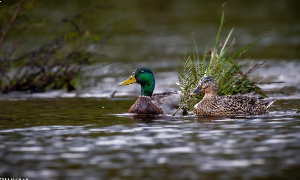 Id maiores ipsum voluptatem sint.