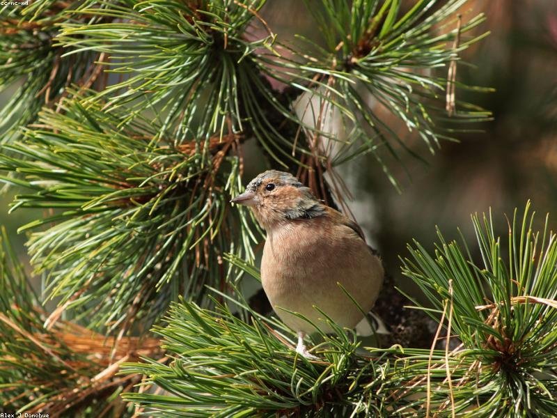 Architecto temporibus consectetur ut hic.