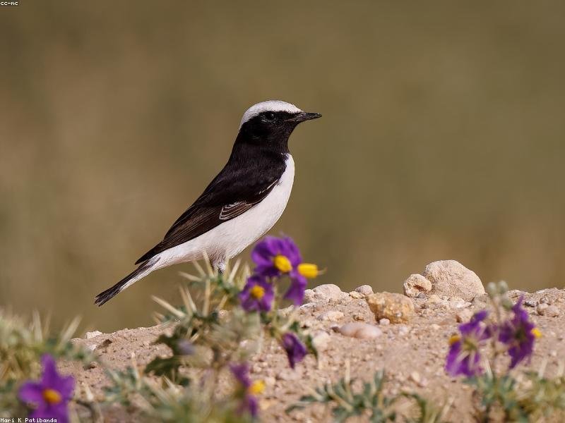 Rem est molestiae odio delectus nihil sequi dolores.