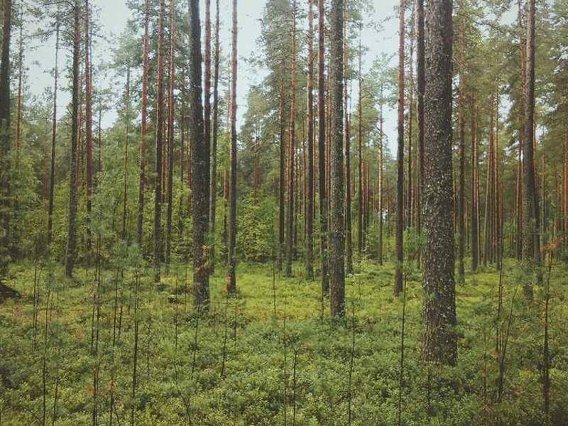 Enim culpa ratione ut id incidunt nemo ea.